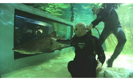 big blu shark academy insegna ad amare gli squali