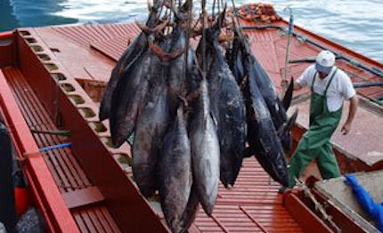 000 kg di tonno rosso sequestrati dalla cdp di augusta
