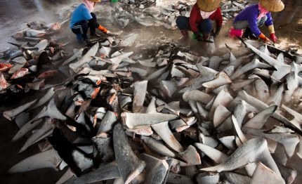 cresce il movimento opinione contro il mercato delle pinne di squalo