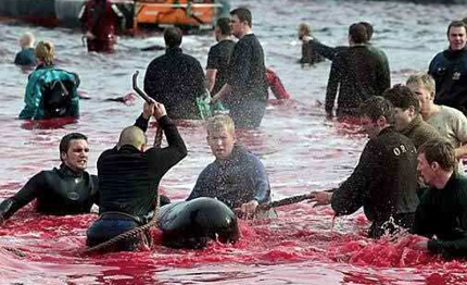 gli abissi dell umanit 224 le stragi di foche balene delfini