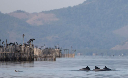 rio 2016 gli ultimi delfini di guanabara
