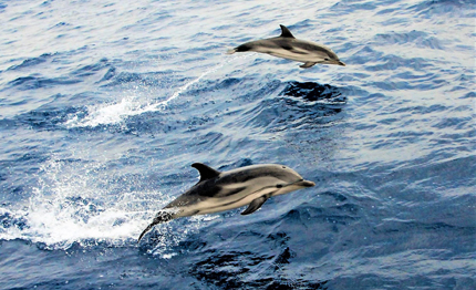 grande partecipazione di barche vela per operazione delphis