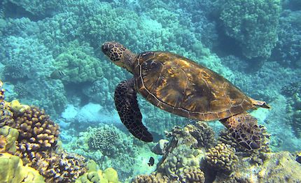 il 16 giugno 232 la giornata mondiale delle tartarughe marine