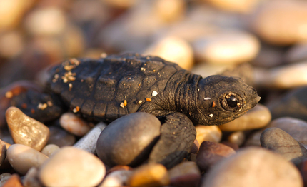 il 16 giugno il world sea turtle day