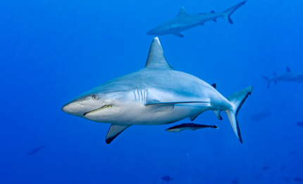 oggi 14 luglio la giornata mondiale dello squalo