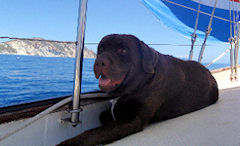 vela con fido