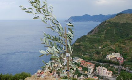 costa crociere 100 alberi di ulivo al parco delle terre
