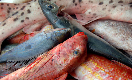 lega pesca fino al 30 di risparmio con la filiera corta