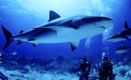 unione europea chiude la pesca agli squali in pericolo