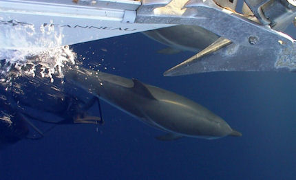 aspettando la regata dei cetacei