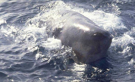 regata dei cetacei natura vela ancora insieme