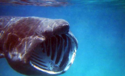 squalo elefante pescato accidentalmente in liguria