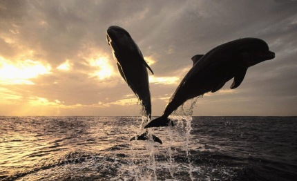 cetacei questi sconosciuti