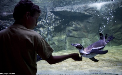 pinguini humboldt all acquario di cattolica