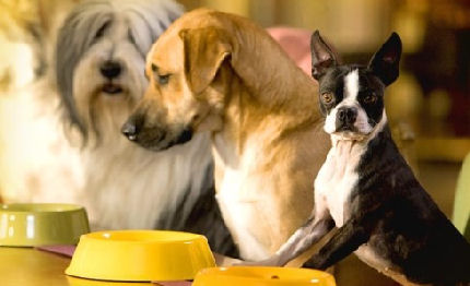 in viaggio con fido top hotel animal friendly