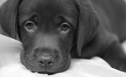334 1051030 un sms contro abbandono dei cani