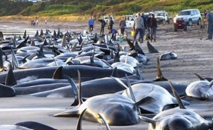 nuova zelanda 75 balene spiaggiate