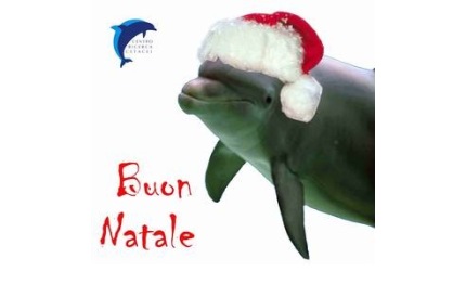 per natale adotta un delfino