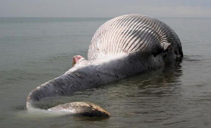 san rossore concluso affondamento della balena spiaggiata