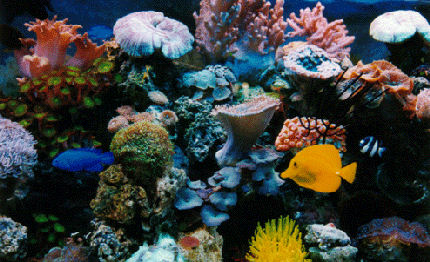 mediterraneum roma avra il suo acquario