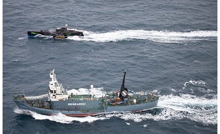 caccia alle balene vincono gli ecopirati di sea shepherd