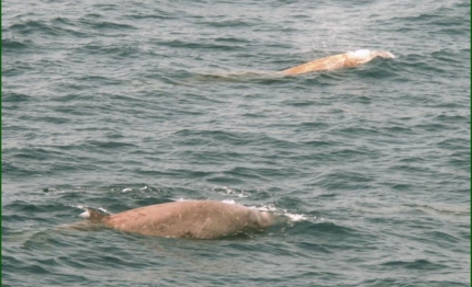 delfini zifi abitano civitavecchia