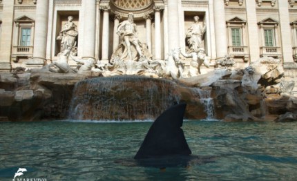 contro il finning uno squalo fontana di trevi
