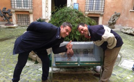 galline arte ultima sponsorizzazione creativa di matteo miceli