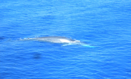 canale di sicilia un progetto italo tunisino monitora cetacei