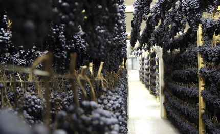 vernaccia nera appassimenti aperti tutto pronto per la nona edizione
