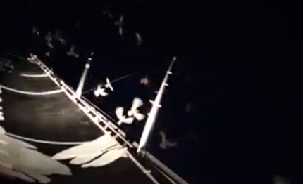 video volvo ocean race come in un film di hitchcock gli uccelli attaccano alvimedica