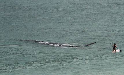 cape town le balene amano il sup