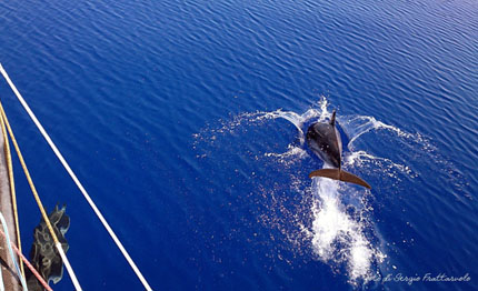 discovery route caccia di record di delfini