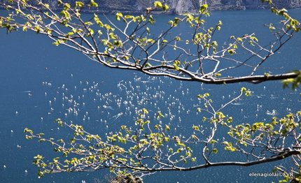 video optimist sul garda uno spettacolo
