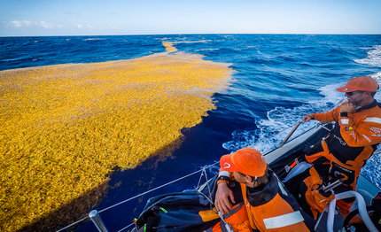 volvo ocean race un menu base di alghe