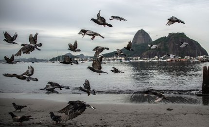 rio 2016 ancora nessun progresso nella bonifica della baia di guanabara