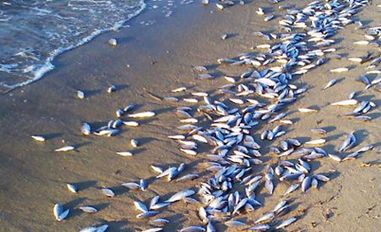 caldo killer la moria non riguarda solo pesci