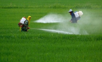 rischia estinzione il grano made in italy