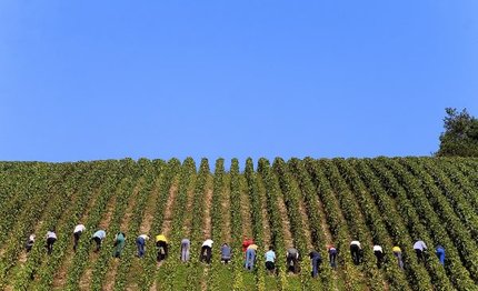 italia una vendemmia da 10 miliardi