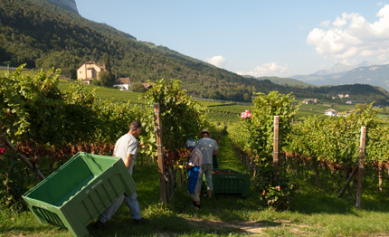 cambusa san michele appiano vendemmia 2016 tardiva ma di ottima qualit 224