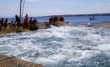 10 000 vele di solidariet 224 riva di traiano
