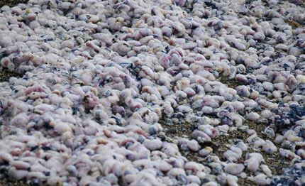 in liguria invasione delle lumache di mare