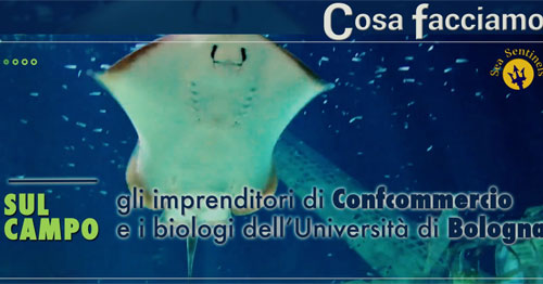 ambiente unibologna confcommercio insieme per sentinelle del mare