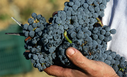 vendemmia 2018 ottimismo tra vignaioli del montecucco