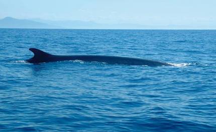 caccia di cetacei con operazione delphis 2019