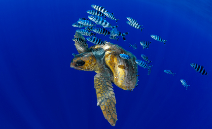isole canarie giugno giornata mondiale dell oceano le canarie custodi dell ecosistema marino