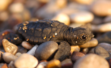 il 16 giugno 232 il world sea turtle day