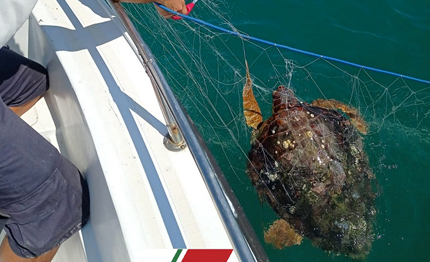 come liberare in sicurezza una tartaruga