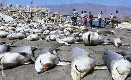 80 milioni di squali uccisi ogni anni dalla pesca