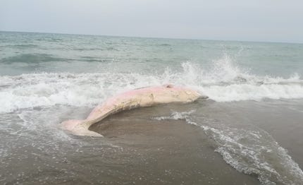 wwf castelporziano al via operazione capodoglio